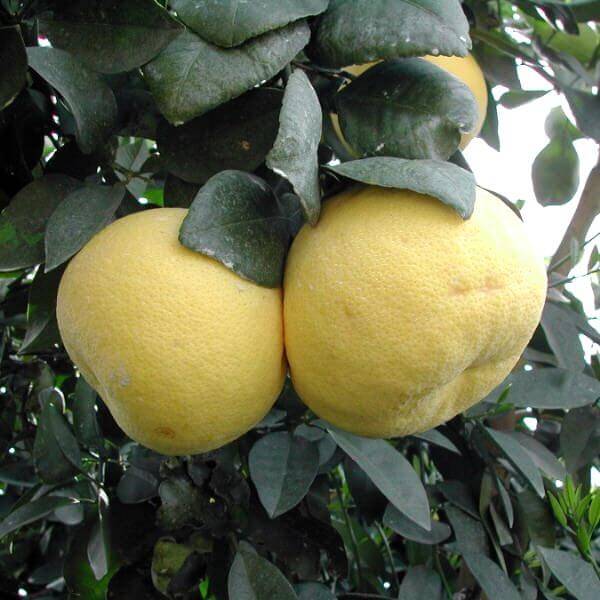 Помело (citrus grandis). описание, виды и выращивание помело