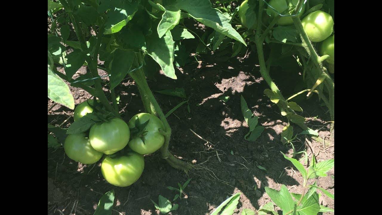 Чем обработать томаты от фитофторы в теплице: в августе, июле