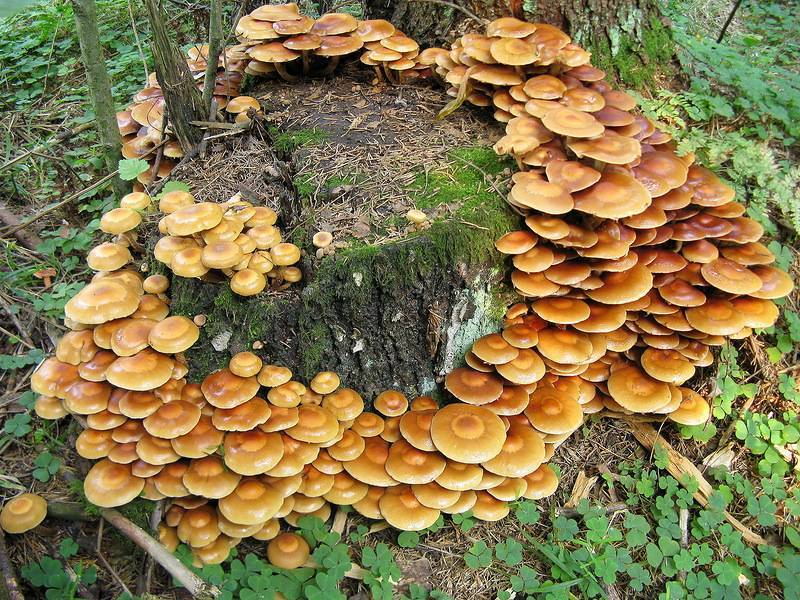 Королевские опята: фото и описание гриба, ложные и съедобные двойники