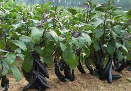 Выращивание баклажанов в открытом грунте: посадка и уход