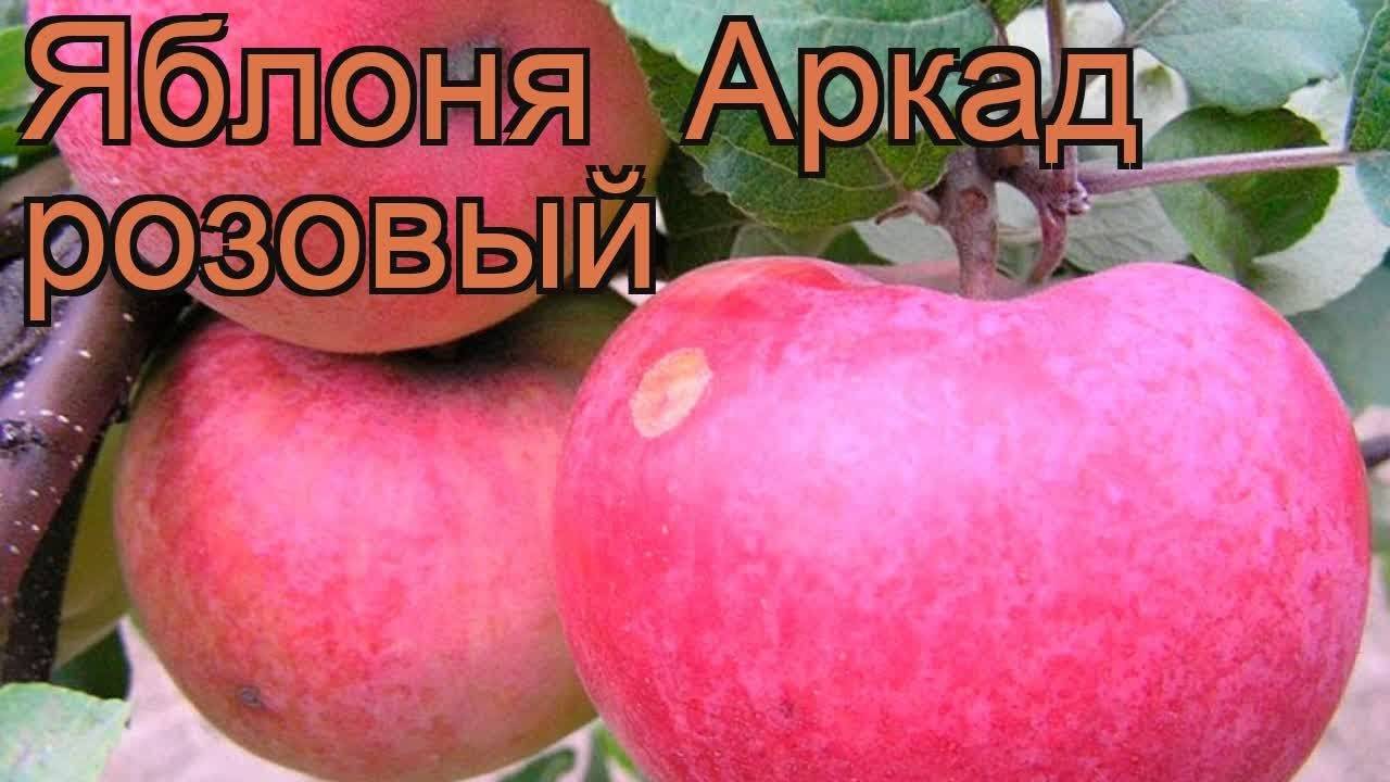 Яблони сорт аркадик