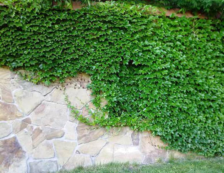 Плющ садовый (21 фото): описание морозостойкого вечнозеленого многолетнего уличного растения. как выглядит оплетенный им забор? как размножить плющ?