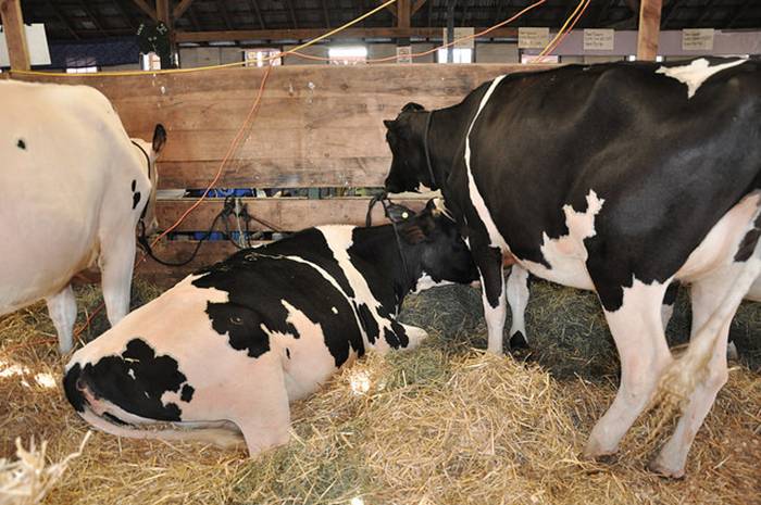 Виды и симптомы эндометрита у коров, схема лечения и профилактика
