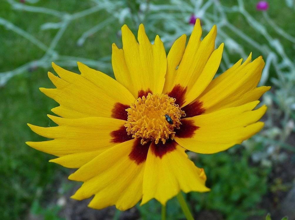 Кореопсис — цветок солнца. выращивание, посадка, уход. фото — ботаничка.ru