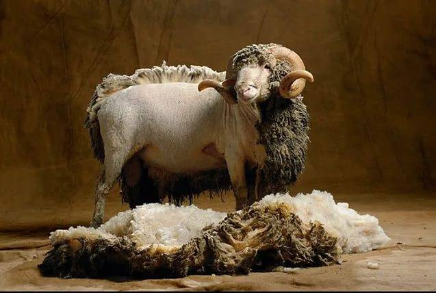 Стрижка овец - необходимые условия для стрижки овец и выделки овчины (видео + 125 фото)
