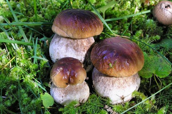 Какие грибы растут в подмосковье в октябре 2020 года | общество | селдон новости