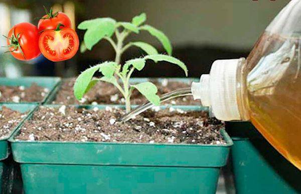 Лучшие удобрения для томатов: какое питание идеально подойдёт для рассады и тепличных помидоров, а также как получить самый богатый, здоровый и вкусный урожай русский фермер