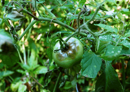 Фитофтороз томатов