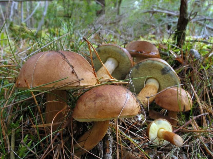 Каштановый гриб, или заячий гриб: фото, описание