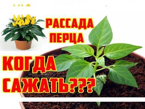 Выращивание рассады перца. когда сажать? посев, уход, сорта. фото — ботаничка.ru