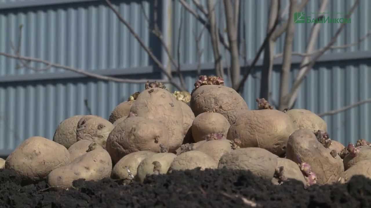 Урожайность картофеля с 1 га и с 1 сотки земли по регионам