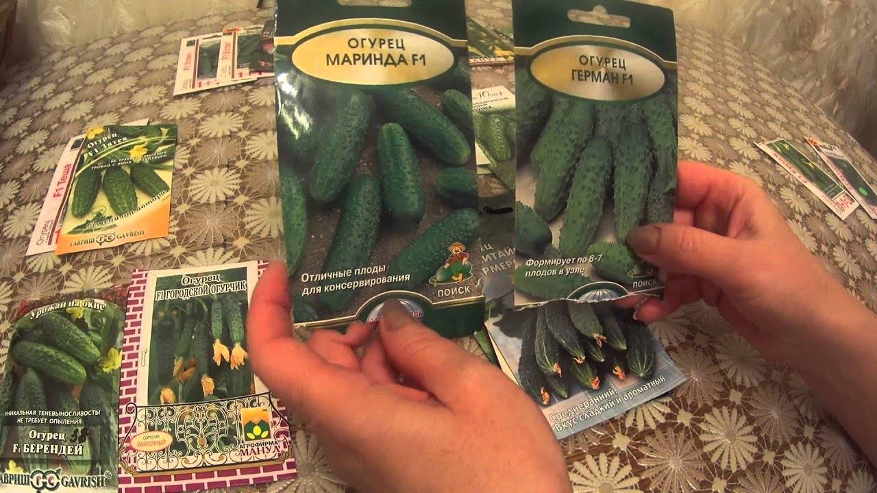 Огурцы «берендей f1»: от посева до урожая в домашних условиях