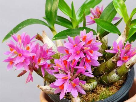 Орхидея камбрия: пересадка, выращивание и уход