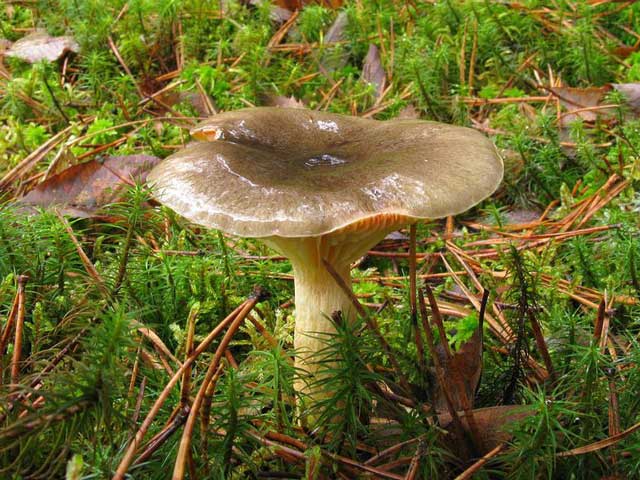 Гигрофор поздний (hygrophorus hypothejus) –  грибы сибири
