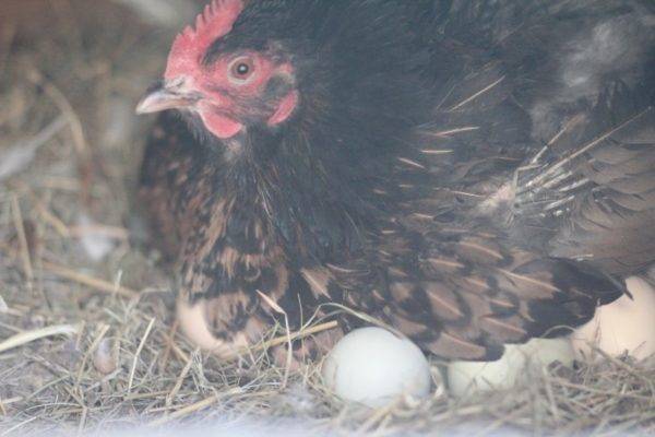 Синь синь дянь порода кур: описание китайской курицы (фото и видео)