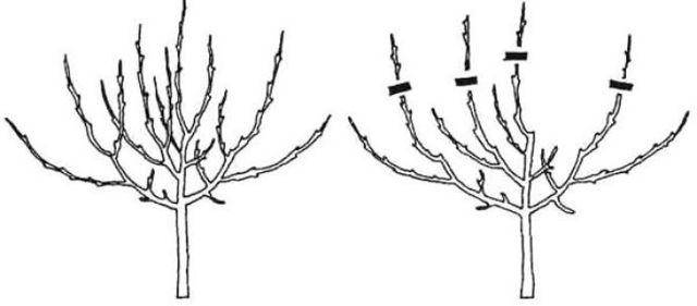 Обрезка колоновидных яблонь: схемы, как обрезать весной, летом и осенью