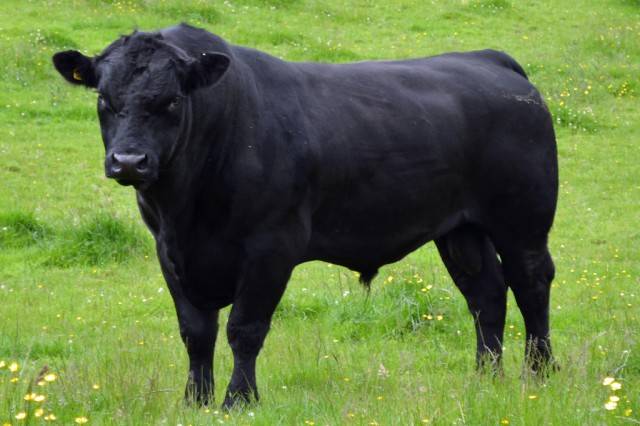 Характеристики абердин ангусской породы коров