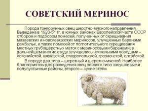 Меринос: характеристика породы овец и выращивание