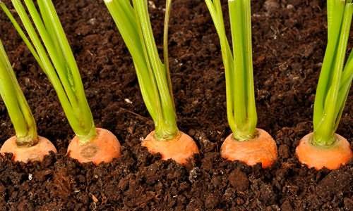Морковь в гранулах: правильная посадка и уход в открытом грунте, через сколько дней всходят семена после посева, что делать, чтобы быстро взошли, почему не растут? русский фермер