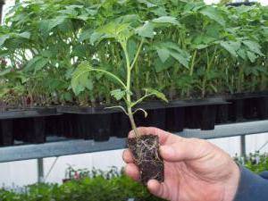 Выращивание рассады томатов: сроки посева и температурный режим