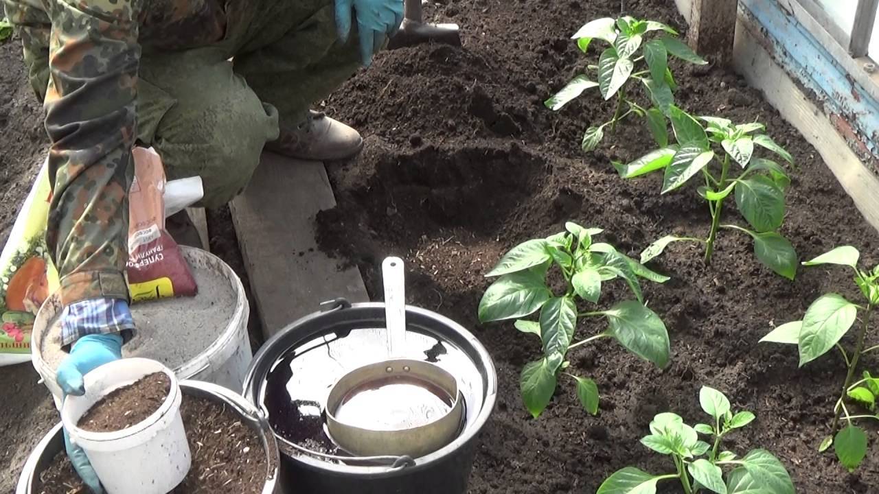 Как выращивать перец — советы галины кизимы