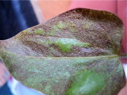 Болезни листьев антуриума с фото и как их лечить
