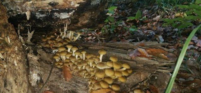 Какие грибы растут в краснодарском крае