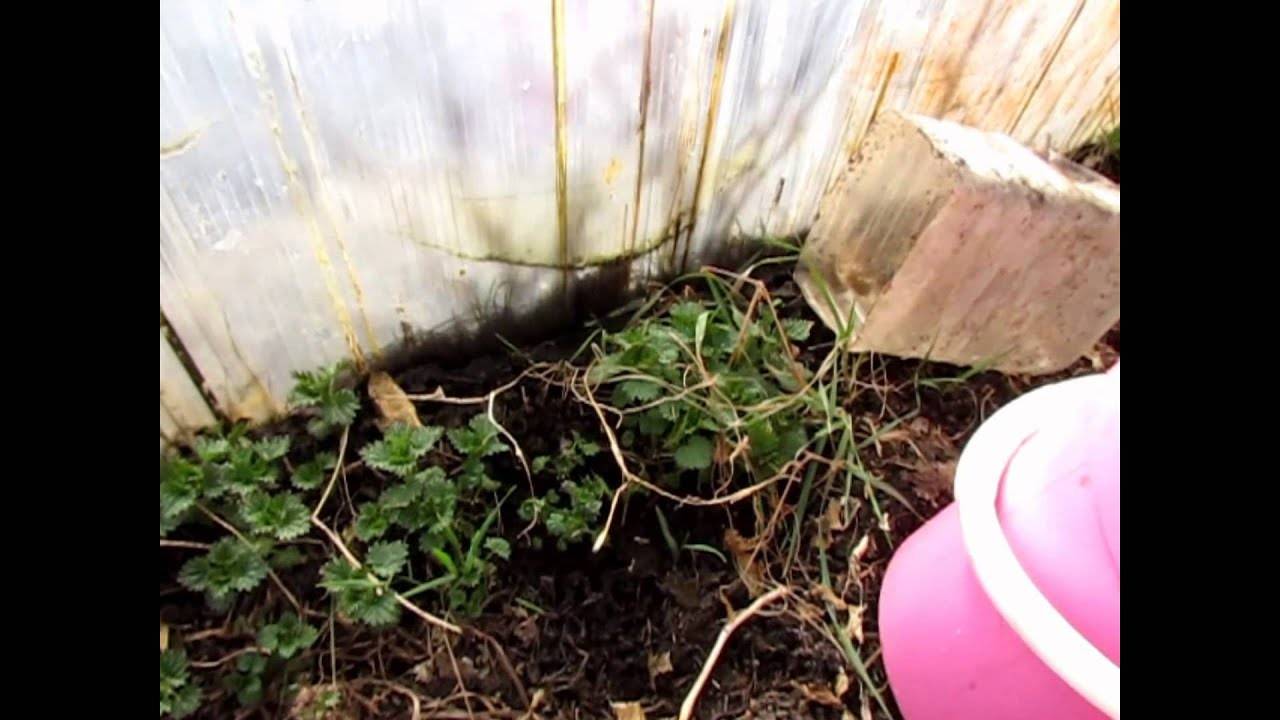 Обработка сада медным купоросом весной и осенью: как разводить (пропорции) и применять