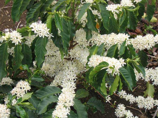 Комнатное растение “кофе арабика”: особенности, выращивание и уход
