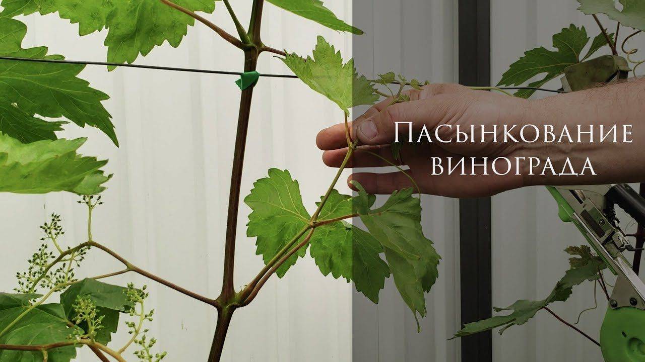 Размножение винограда черенками - используем пасынки (очень интересный способ) | своими руками - как сделать самому