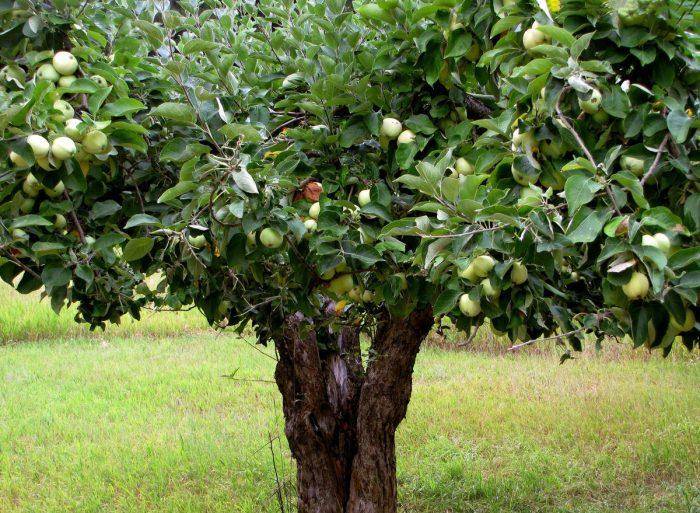 Сколько лет живет яблоня? способы продления жизни, плодоношения