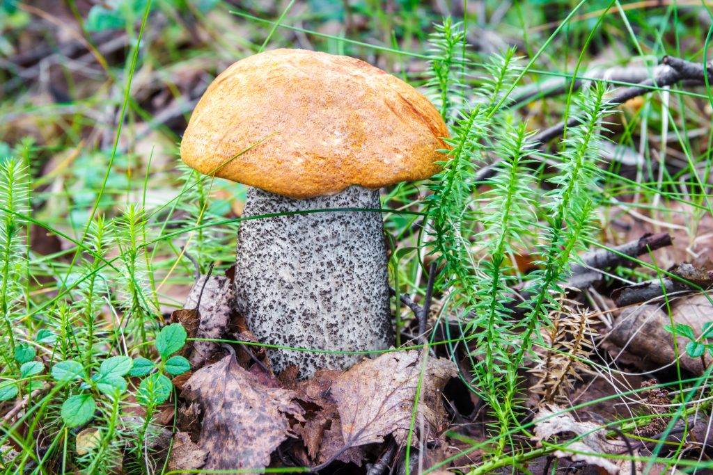 Грибы в краснодарском крае 2021: когда и где собирать, сезоны и грибные места
