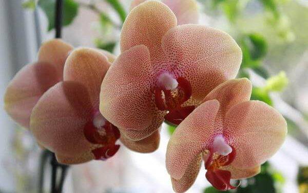 Орхидея фаленопсис бабочка: фото, чем отличается, разновидности