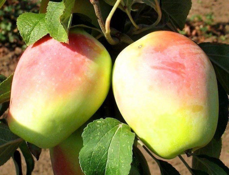 Яблоки северный синап – как вырастить устойчивый к холодам сорт?