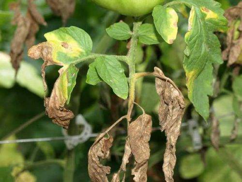 Что предпринять, если у рассады помидоров сохнут листья: полезные советы и эффективные меры
