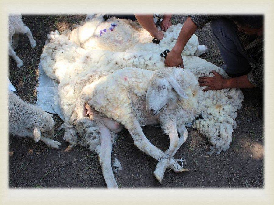Стрижка овец: как и чем стричь, как сохранить шерсть