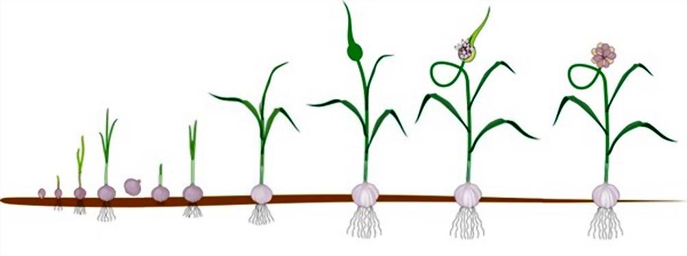 Уход за чесноком при выращивании в открытом грунте: видео, особенности технологии и условия, как вырастить хороший урожай