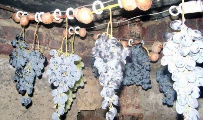 Как сохранить виноград на зиму в домашних условиях: советы и секреты