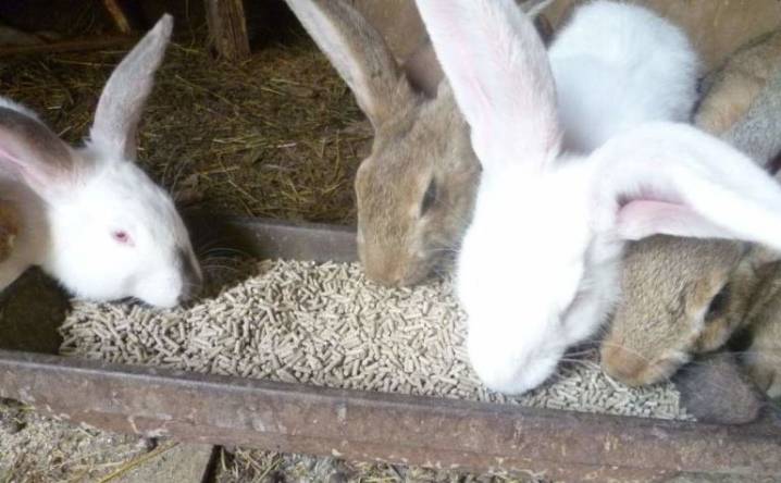 Комбикорм для кроликов: состав, рецепт, приготовление, фото и видео