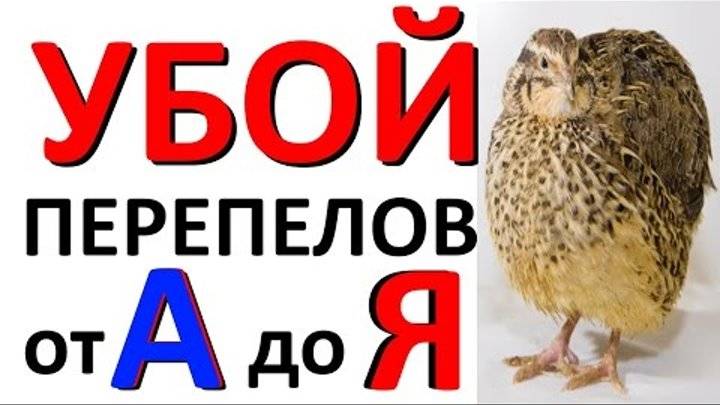 Как проходит забой и разделка перепелов - дневник садовода semenavdom.ru