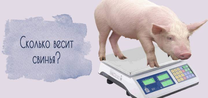 Сколько весит свинья и как рассчитать прирост по таблице