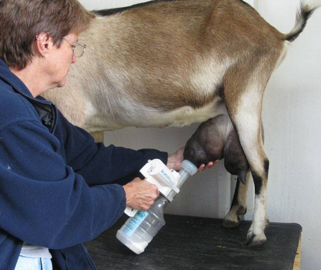 Доильный аппарат для коз (28 фото): мини-устройства и станки для дойки, ручное и электрическое оборудование для доения