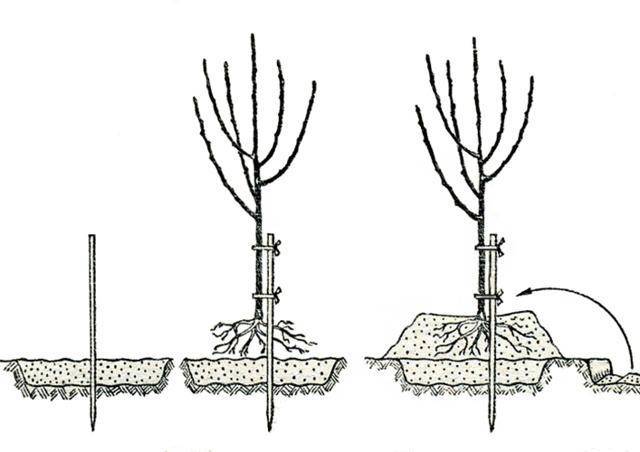 Как посадить грушу весной и осенью - пошаговое руководство