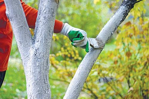 Лишайник на деревьях: как избавиться