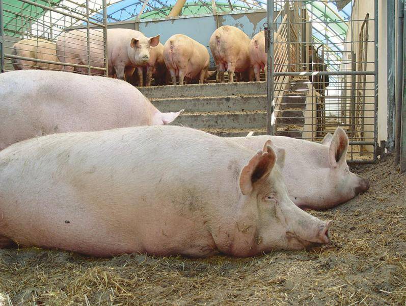 Лучшие мясные породы свиней ? : описание, продуктивность, уход, разведение, достоинства и недостатки