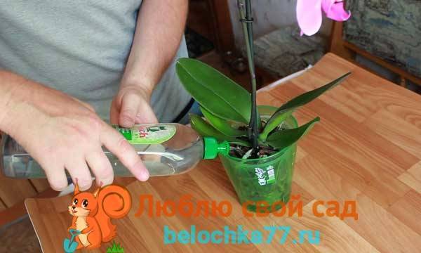 Как поливать орхидею фаленопсис в домашних условиях во время и после цветения