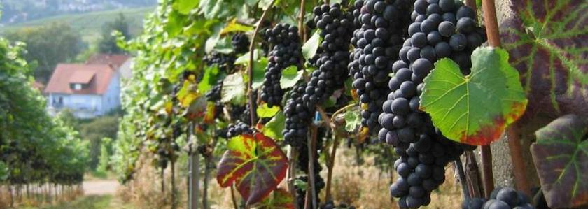 Как правильно и чем укрывать виноград на зиму в средней полосе