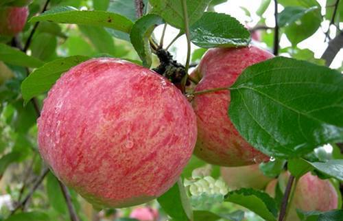 Сортовые особенности яблони услада