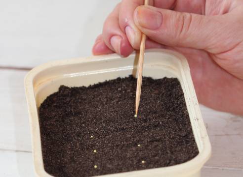 Выращивание эустомы из семян в домашних условиях: пошаговая инструкция с фото и видео + отзывы