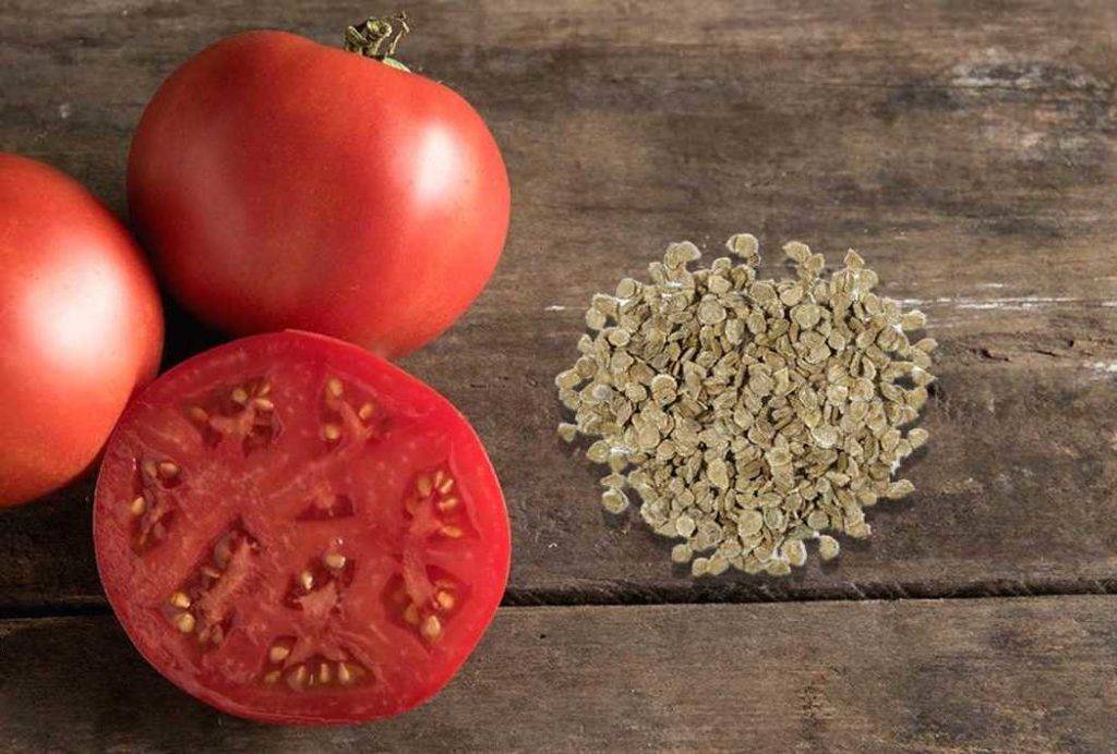 Подготовка семян томатов к посеву на рассаду в домашних условиях: какая обработка лучшая для зёрен помидоров и как правильно собрать материал? русский фермер